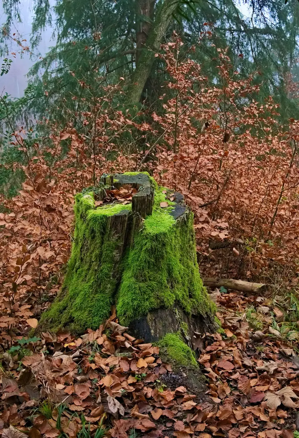 Moss-covered old tree stump in autumn leaves