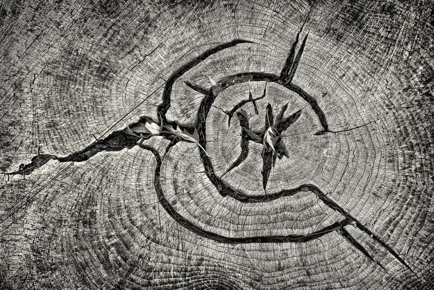 Growth rings and cracks on a cut tree stump